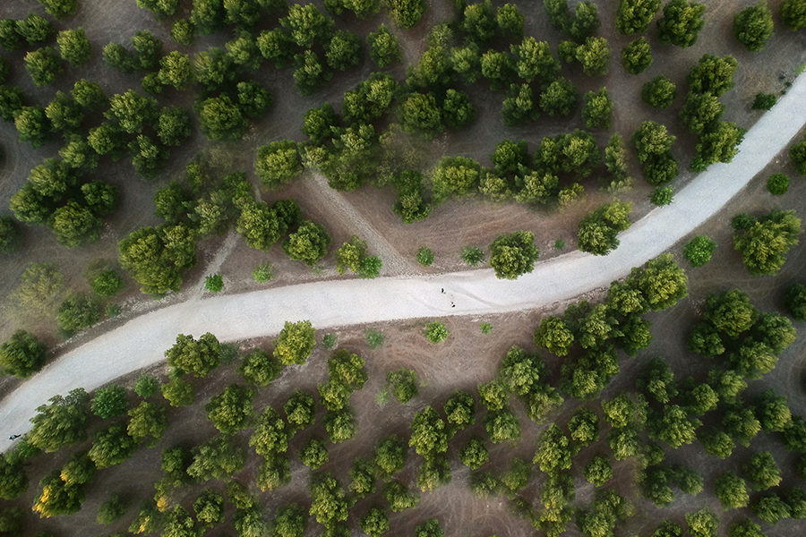 España apenas utiliza el 39% de los 50 millones de metros cúbicos de biomasa que generan sus bosques cada año